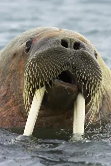 Housing: Atlantic walrus, Atlantic walrus, marine mammals, predators