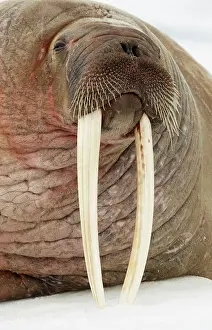 Walrus: Atlantic walrus, Atlantic walruses, marine mammals
