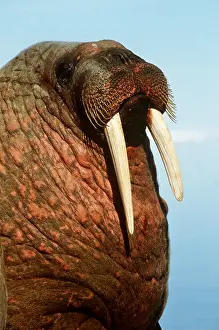 Walruses: Atlantic Walrus - close-up of face