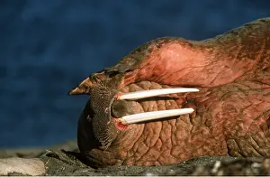 Walrus: Atlantic WALRUS - close-up, lying down, rubbing head