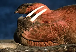 Walrus: Atlantic WALRUS - covering eyes with flippers