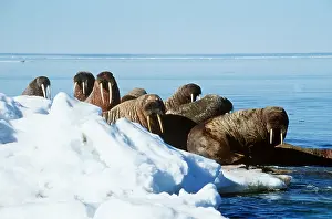 Walruses: Atlantic Walrus - Group on ice