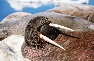 Walruses: Atlantic Walrus - lies on back