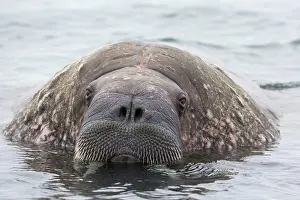 Odobenus: Atlantic Walrus (Odobenus rosmarus rosmarus) adult