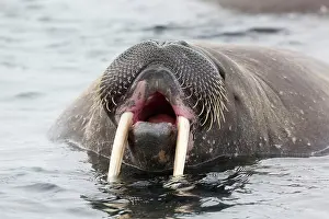 Odobenus: Atlantic Walrus (Odobenus rosmarus rosmarus) adult