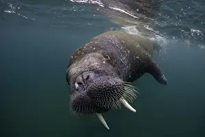 Odobenidae: Atlantic walrus (Odobenus rosmarus), Spitsbergen