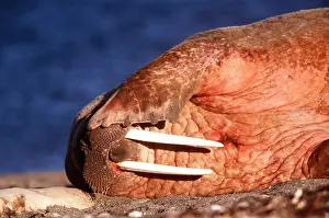 Walrus: Atlantic WALRUS - On side with sun