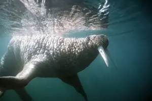 Walruses: Atlantic Walrus - swims, underwater