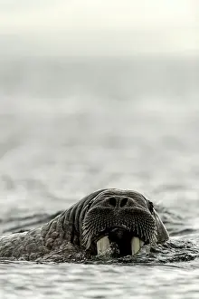 Walruses: Atlantic Walrus in the water