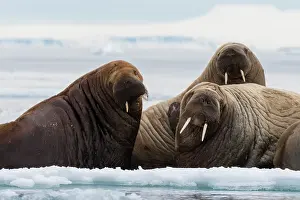 Walruses: Atlantic walruses (Odobenus rosmarus), Vibebukta