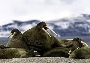 Walruses: Atlantic Walruses snuggling with each other