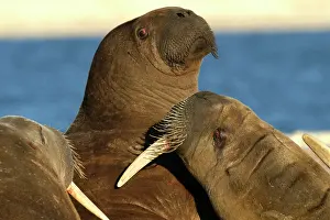 Whiskered: Atlantic / Whiskered Walrus - aggression / fighting