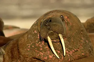 Note: Atlantic / Whiskered Walrus - close-up of male