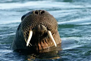 Nostrils: Atlantic / Whiskered Walrus - male emerging from