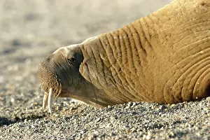 Whiskered: Atlantic / Whiskered Walrus - male resting on beach