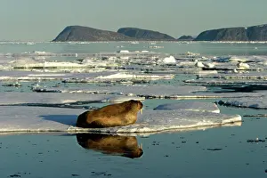 Whiskered: Atlantic / Whiskered Walrus - male resting on ice floe