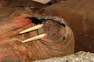 Shading: Atlantic / Whiskered Walrus - male scratching /