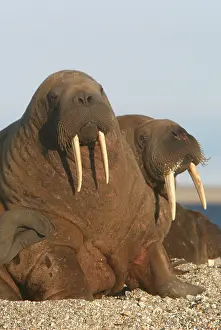 Whiskered: Atlantic / Whiskered Walrus - males on beach