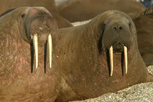 Whiskered: Atlantic / Whiskered Walrus - males resting on beach