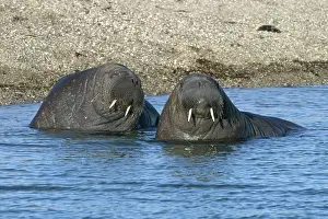 Whiskered: Atlantic / Whiskered Walrus - males in water