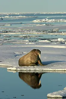 Scarred: Atlantic / Whiskered Walrus - scarred male resting