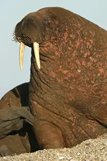Scarred: Atlantic / Whiskered Walrus - scarred male resting on beach