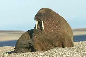 Scarred: Atlantic / Whiskered Walrus - scarred male resting on beach