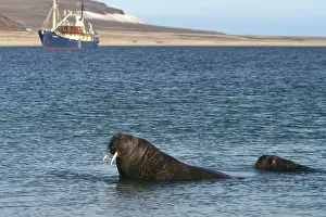 Whiskered: Atlantic / Whiskered Walrus - two in water, with