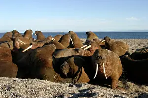 Whiskered: Atlantic / Whiskered Walruses - group, resting on shore