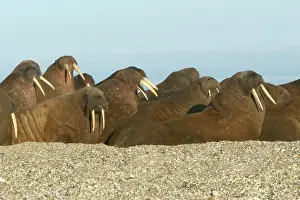 Whiskered: Atlantic / Whiskered Walruses - group resting on beach