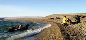 Naturalists: Atlantic / Whiskered Walruses - group in water