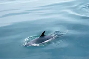 Acutus: Atlantic White-sided Dolphin
