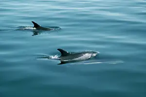 Acutus: Atlantic White-sided Dolphins - two