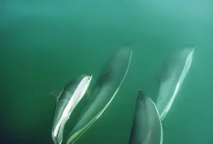 Acutus: ATLANTIC WHITE-SIDED DOLPHINS - pod of dolphins