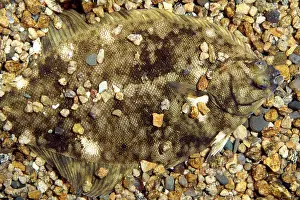 Flounder: Atlantic / Winter Flounder - camouflaged