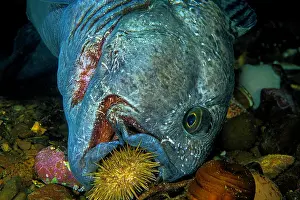 Scotia: Atlantic wolffish (Anarhichas lupus), eats starfish