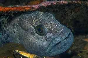 Metal: Atlantic wolffish (Anarhichas lupus), resting in