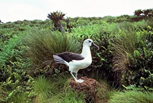 Gough: Atlantic Yellow-nosed Albatross - on nest
