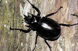 Gigantic: Atlas Beetle