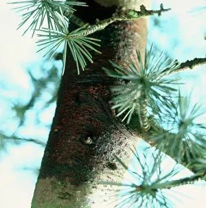 Atlantica: Atlas Cedar