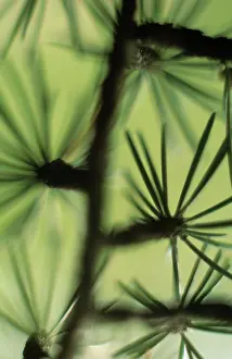 Atlantica: Atlas Cedar