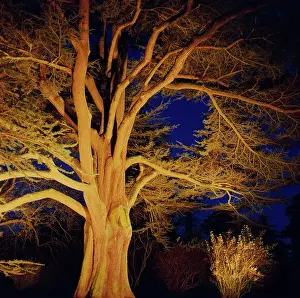Inspiring: Atlas Cedar