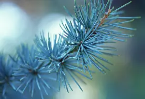 Cedar: Atlas Cedar