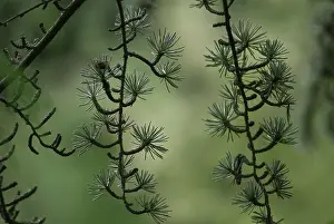 Aromatherapy: Atlas Cedar