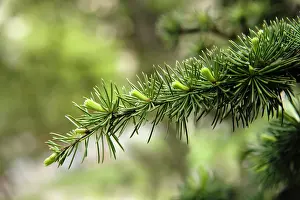 Cedar: Atlas cedar, Cedrus atlantica, New growth on a single