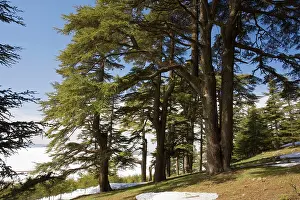 Cedars: Atlas Cedar forest - in the Middle Atlas Mountains