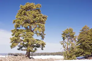 Cedars: Atlas Cedar forest - in the Middle Atlas Mountains