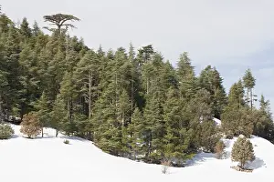 Cedars: Atlas Cedar forest - In snow