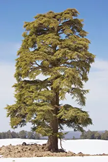 Cedars: Atlas Cedar Tree - in winter in the Middle Atlas Mountains