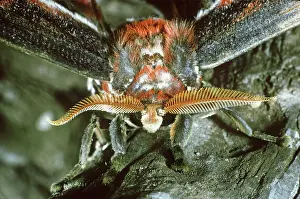 Saturniid: Atlas Moth